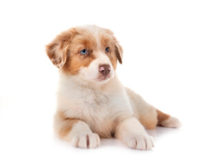 Wall Mural - puppy australian shepherd in studio