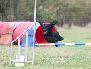 Poster - dog and agility