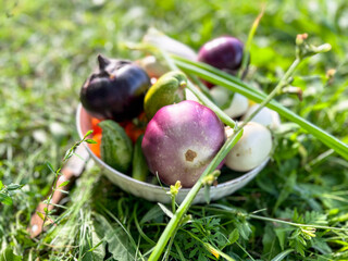 Freshly picked vegetables in a bowl lying on green grass