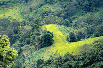 admiring the beautiful terraced fields in bac quang district, ha giang province, vietnam