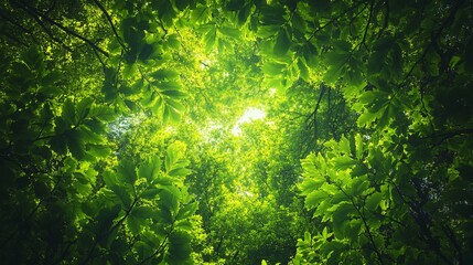 Wall Mural - looking up through a canopy of green leaves in a forest, sunlight shining through.