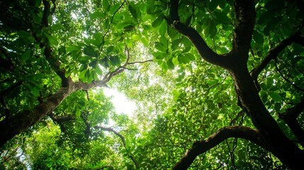 Wall Mural - looking up through the canopy of a lush, green forest, the sun shines through the leaves.