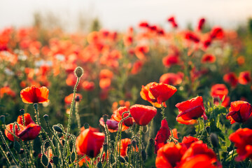 Bloom of red poppies in a summer meadow against the sun.