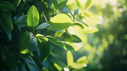 Wall Mural - lush green leaves with a blurred background of sunlit foliage.