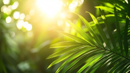 Wall Mural - sun shining through palm leaves in a lush green tropical forest.