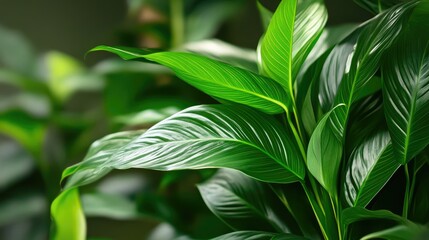 Wall Mural - Close-Up of Vibrant Tropical Green Leaves