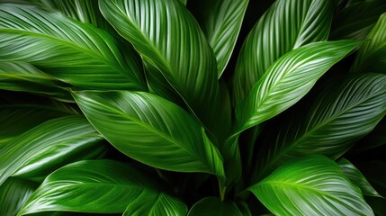 Wall Mural - Exotic Spathiphyllum Leaves in Natural Light