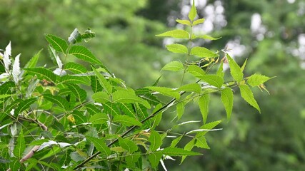 Wall Mural - Azadirachta indica a branch of neem tree leaves. natural medicine