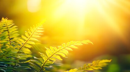 Canvas Print - Sunlit ferns basking in warm golden light.