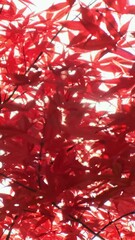Wall Mural - vertical video, close-up, red maple leaves autumn background. sun ray break through red japan tree f