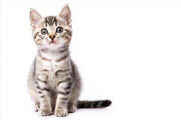 Cute kitten collection on white transparent background British shorthair Silver Tabby breed purebred cats