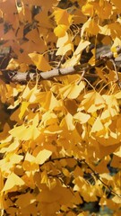 Wall Mural - vertical video, close-up, yellow autumn foliage in morning sunlight, wind swaying background. autumn