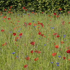 Wall Mural - coquelicots dans une jachère fleurie