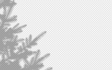 Wall Mural - shadow overlay from a pine tree branch isolated on a transparent background.