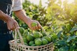 © Anastasiia S - A man picks green bergamot fruits into a wicker basket. Sun rays on the background. Copy space. Concept: Eco-friendly, Seasonality and naturalness, harvesting