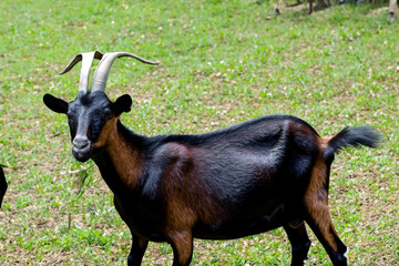 Goat in field of green and . grass nature mammal concept. a horned goat on a green field. a and green goat with horns on a field lifestyle.