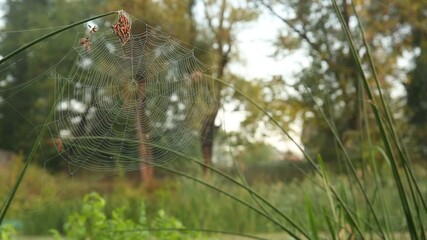 Cobweb on the morning river