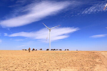 Camels on a wind farm in the desert of Jordan, Middle East