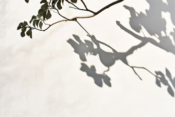Shadow of tree branches and leaves on a white textured wall, creating a natural abstract pattern in bright sunlight.