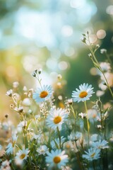 Bright daisies bloom in a serene meadow during a sunny afternoon in springtime