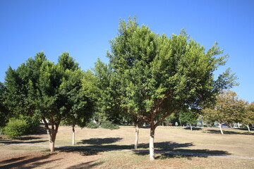 Ficus Indian Laurel Tree (Ficus nitida ) botanically belongs to the Moraceae family