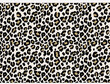 © Gamze - leopard animal print vector design  and background