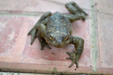 closeup of a frog staring