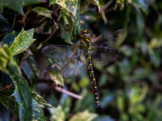 A dragonfly is sitting on a leaf. close shot