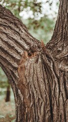 Canvas Print - Textured Tree Bark in Natural Forest Setting