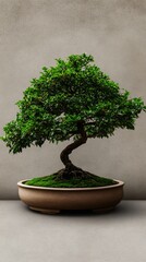 A bonsai tree in a ceramic pot against a gray wall.