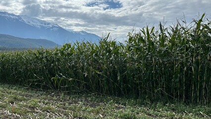 landscape of the mountains corn field agriculture alps nature