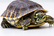 © maxximmm - Gray turtles in the river on the. Nature natural water concept. Close up of little turtles on white and greens. Close up of little turtles on white and gray with green lifestyle on river.