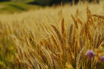 Beautiful nature background of ripening ears of meadow golden wheat field as harvest concept - generative ai