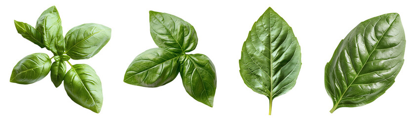 Fresh green basil leaves arranged in various styles transparent background