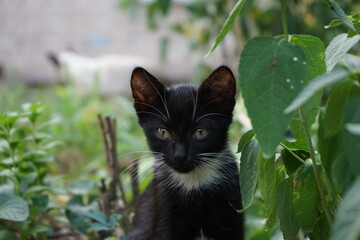 Little cat, kitten, sitting in the grass, outdoor, natural light, black cat