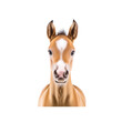 © TechArt - Adorable Brown and White Foal Portrait