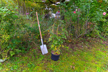 Climbing rose in pot ready to be planted with spade at garden plot at Swiss City of Zürich on a rainy autumn day. Photo taken October 8th, 2024, Zurich, Switzerland.