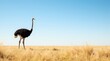 © PLATİNUM - An Ostrich Stands Gracefully in a Vast Golden Grassland Under a Clear Blue Sky During Midday