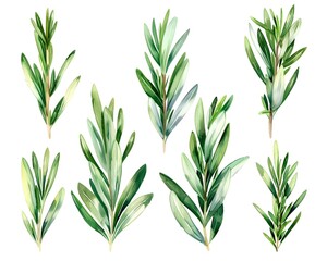 Sticker - Serene Watercolor Rosemary Leaves Artwork on White Background