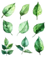 Canvas Print - Vibrant Watercolor Mint Leaves in Clean  Minimalist Layout on White Background