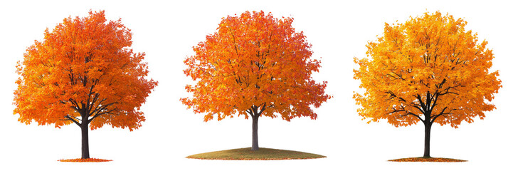 Autumn tree isolated on transparent PNG background image perfect for nature-themed illustrations or seasonal designs