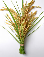 rice ear with plant, isolated on a clean, smooth white background