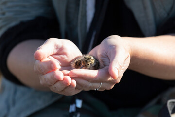 Sticker - A small chick in the hands of a ornithologist