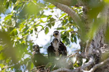 Wall Mural - Two grown chicks of a bird of prey sit in a nest on a tree