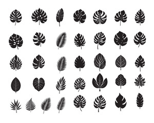 Tropical Leaves Silhouettes Design, Tropical Tree Leaf Vector illustration
