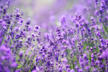 Wall Mural - purple lavender flowers floral background