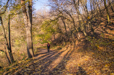 Sunny day in the autumn forest.