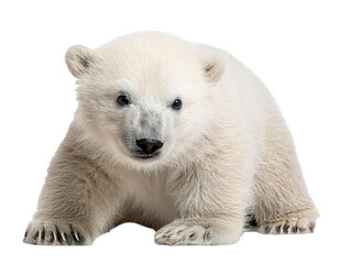baby polar bear isolated on white background, cutout