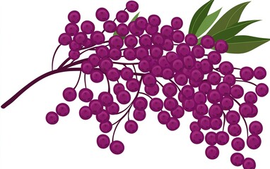 Wall Mural - Vibrant illustration of a cluster of purple grapes with green leaves set against a white background