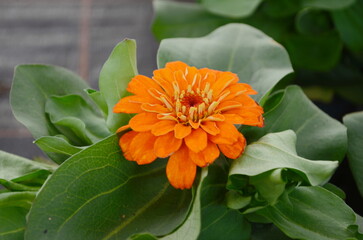 Wall Mural - zinia anggun or better known by its scientific name zinnia elegans is one of the most famous annual 